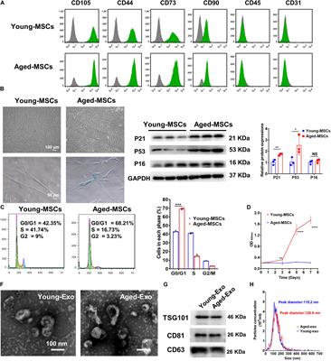 Down-Regulated Exosomal MicroRNA-221 – 3p Derived From Senescent Mesenchymal Stem Cells Impairs Heart Repair